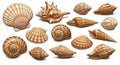 Various illustrated seashells are displayed against a plain background. The collection Royalty Free Stock Photo