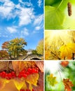 Various images autumn landscapes