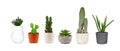 Various indoor cacti and succulent house plants in pots isolated on white