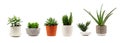 Various indoor cacti and succulents in pots isolated on white Royalty Free Stock Photo