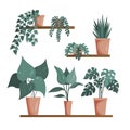 Various indoor houseplants isolated on a white background. A set of fashionable indoor plants for the house.