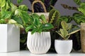 Various indoor houseplants like Philodendron or Ficus in beautiful white flower pots Royalty Free Stock Photo
