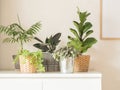 Various indoor plants in pots on white background