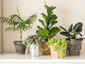 Various indoor plants in pots on white background