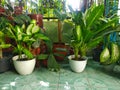 Various indoor plants potted fresh green