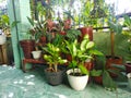 Various indoor plants potted fresh green