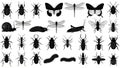 Various insects and arachnids isolated on white background Royalty Free Stock Photo