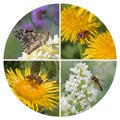 Various insects in a collage Royalty Free Stock Photo