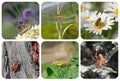 Various insects in a collage Royalty Free Stock Photo