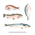 Various isolated watercolor seafood illustration on white background