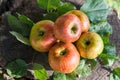 Organic Elstar apples in autumn garden Royalty Free Stock Photo