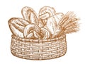 Various kinds of breads and ears of wheat in basket. Fresh baked goods, sketch vintage vector illustration Royalty Free Stock Photo