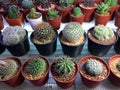 Various Kinds of Cactus