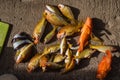 Various kinds of fish bait Royalty Free Stock Photo