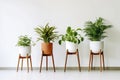 Various kinds of house plant in a pots on stands on white wall background. Home interior decoration plant growing concept Royalty Free Stock Photo