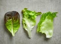 Various kinds of lettuce