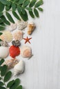 Various Kinds Shapes of Beautiful Flat Spiral Sea Shells Star Locust Tree Branches with Green Leaves on White Wood. Summer Spring Royalty Free Stock Photo