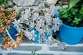 Various kinds of succulents, in big blue ceramic pots in top of tank, group succulent top view, closeup