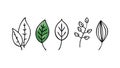 Various Leaf Outlines Nature Botanical Design Element, vector design Generative AI Royalty Free Stock Photo