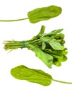 Various leaves and bunch of sorrel herb isolated