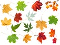 Various leaves of maple trees isolated