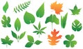 Various Leaves Royalty Free Stock Photo