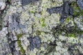 Various lichens and mosses on the surface of the bark