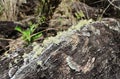 Usnea sp growing on stone in the woods