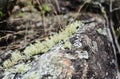 Details of Usnea sp in the stone in the woods