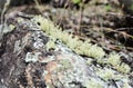 Details of Usnea sp in the stone in the woods