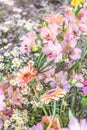 Various lilies, chrysanthemums and other spring flowers in a bed, flower pot Royalty Free Stock Photo