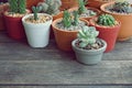 Various little succulent pot plants collection on vintage wood table with free space background Royalty Free Stock Photo