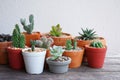 Various little succulent pot plants collection on vintage wood table with free space background Royalty Free Stock Photo