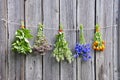 Various medical herbs on wooden wall Royalty Free Stock Photo