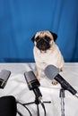 various microphones and pug dog sitting Royalty Free Stock Photo