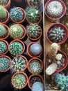 Various mini cacti/succulents/houseplants in orange pots, top-down view