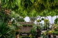 Plant Nursery greenhouse with hanging plants