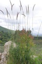 Various mountain flowers