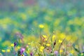 Various mountain flowers