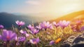 Various mountain spring flowers on a background of a mountain landscape with free space for text