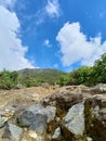 various mountain top vegetation