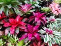 Various multicolored bromeliad plants. Colorful bromeliadVriesea plant.