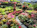 Various multicolored bromeliad plants garden, colorful bromeliad leaves