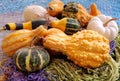 Various multicolored decorative pumpkins. Autumn nature composition