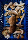 Various mushrooms in the basket collected in the forest, selective focus
