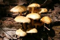 Various mushrooms in the forest