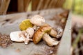 Various mushrooms on old wooden bench in autumn forest
