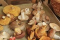 Various mushrooms