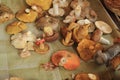 Various mushrooms