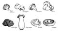 Various mushrooms set. Hand drawn sketch style. Oyster, champignon, chanterelle, porcini, black truffle, trumpet, shiitake, portob Royalty Free Stock Photo